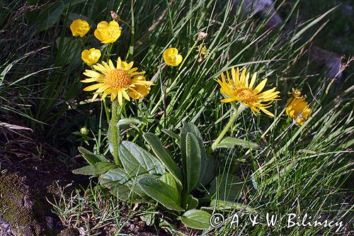 omieg kozłowiec Doronicum clusii