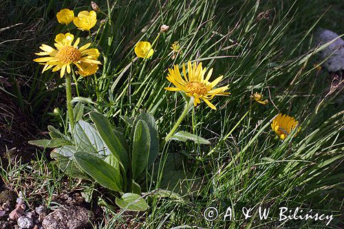 omieg kozłowiec Doronicum clusii