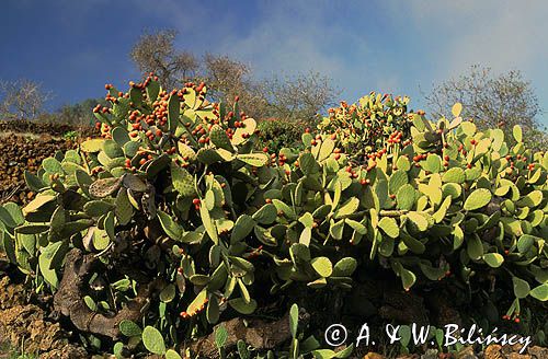 opuncja, Opuntia, wyspa Hierro, Wyspy Kanaryjskie