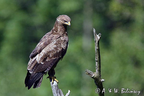 orlik krzykliwy, Aquila pomarina