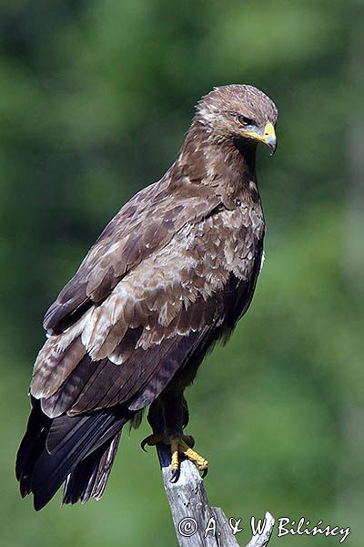 orlik krzykliwy, Aquila pomarina