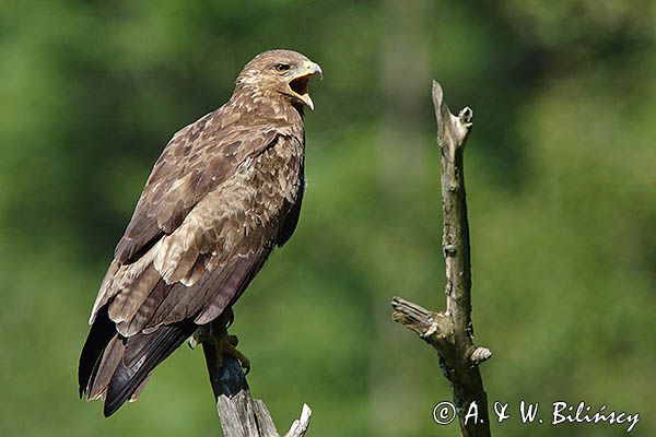 orlik krzykliwy, Aquila pomarina