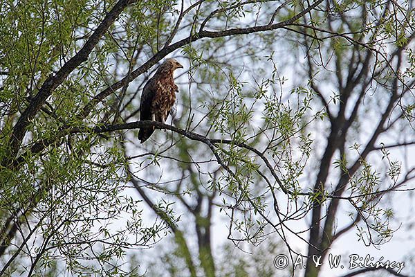 orlik krzykliwy, Aquila pomarina