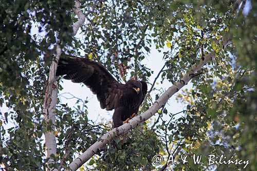 Orlik krzykliwy, Aquila pomarina