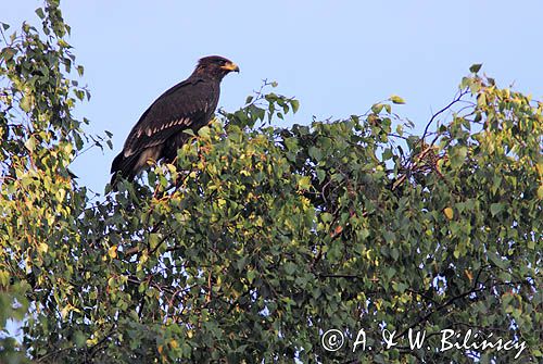 Orlik krzykliwy, Aquila pomarina