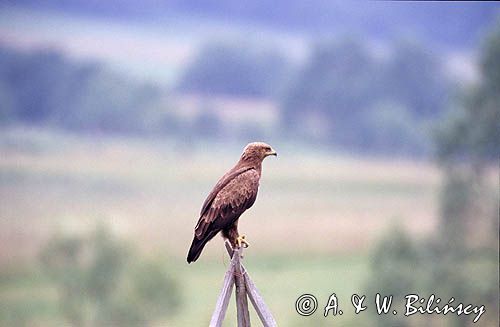 Orlik krzykliwy, Aquila pomarina