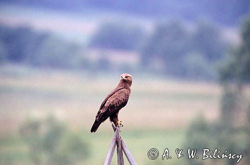 Orlik krzykliwy, Aquila pomarina