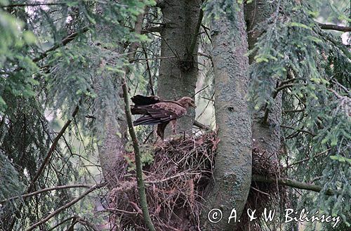 Gniazdo orlika krzykliwego, Aquila pomarina