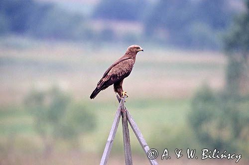 Orlik krzykliwy, Aquila pomarina