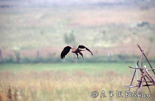 Orlik krzykliwy, Aquila pomarina