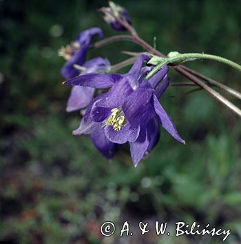 orlik pospolity Aquilegia vulgaris)