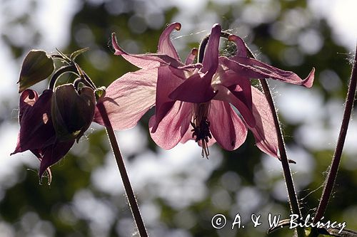 orlik pospolity Aquilegia vulgaris odmiana ogrodowa