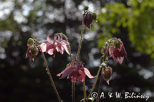 orlik pospolity Aquilegia vulgaris odmiana ogrodowa