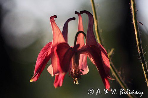 Orlik pospolity, Aquilegia vulgaris