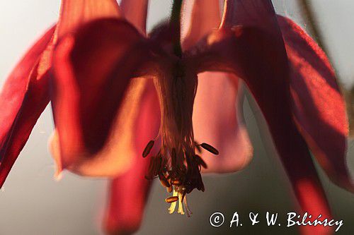 Orlik pospolity, Aquilegia vulgaris