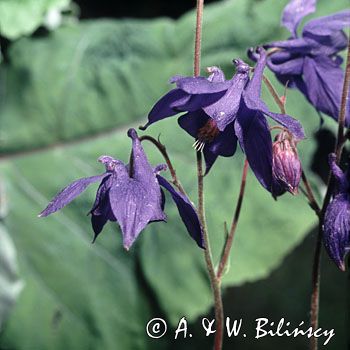 orlik pospolity Aquilegia vulgaris)