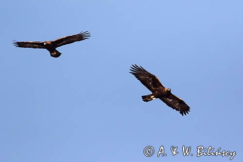 Orzeł przedni, zys, Aquila chrysaetos, para