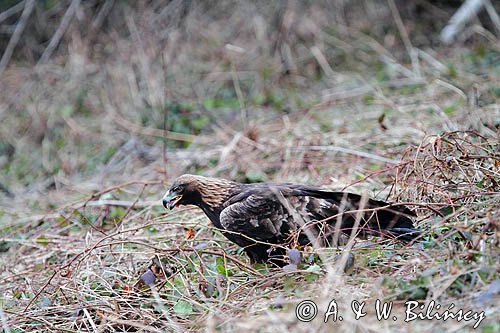 orzeł przedni, Aquila chrysaetos

Orzeł przedni, zys, Aquila chrysaetos,