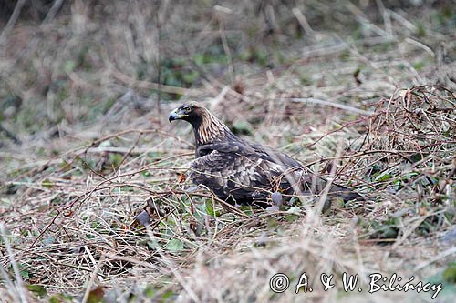 orzeł przedni, Aquila chrysaetos

Orzeł przedni, zys, Aquila chrysaetos,