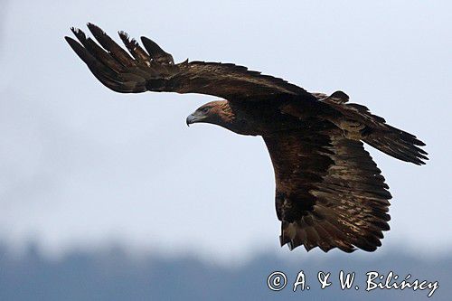 Orzeł przedni, golden eagle. Bank zdjęć A&W Bilińscy, fotografia przyrodnicza