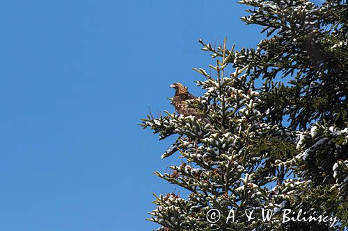 Orzeł przedni, zys, Aquila chrysaetos