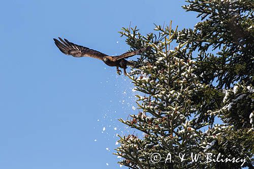 Orzeł przedni, zys, Aquila chrysaetos