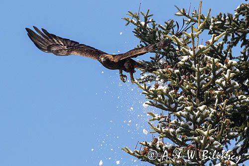 Orzeł przedni, zys, Aquila chrysaetos