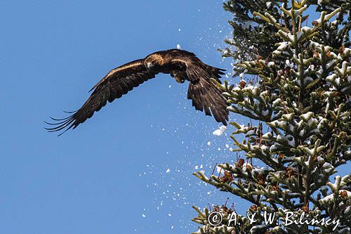 Orzeł przedni, zys, Aquila chrysaetos