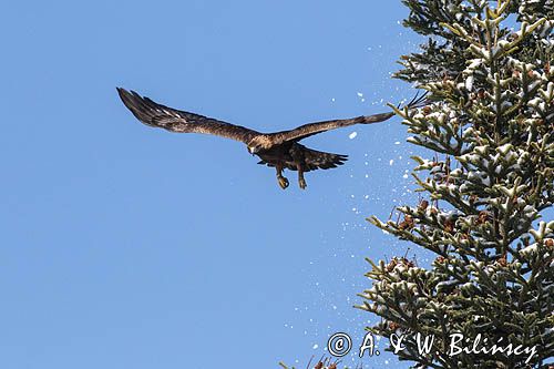 Orzeł przedni, zys, Aquila chrysaetos