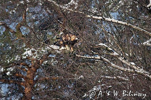 Orzeł przedni, zys, Aquila chrysaetos