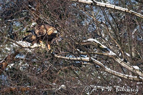 Orzeł przedni, zys, Aquila chrysaetos