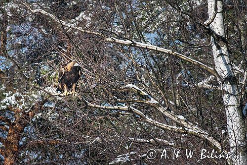 Orzeł przedni, zys, Aquila chrysaetos