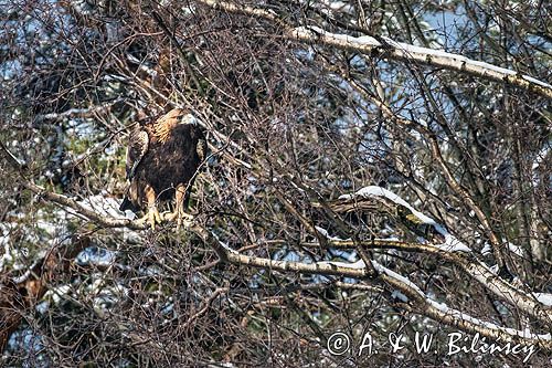 Orzeł przedni, zys, Aquila chrysaetos