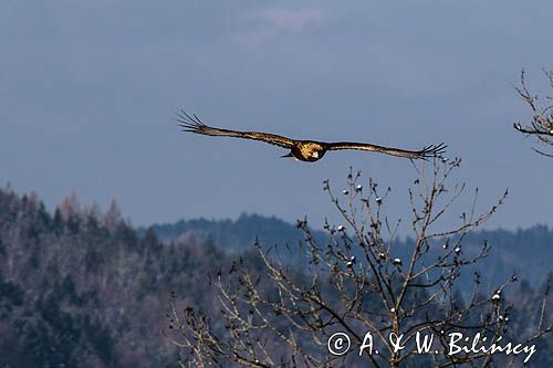 Orzeł przedni, zys, Aquila chrysaetos