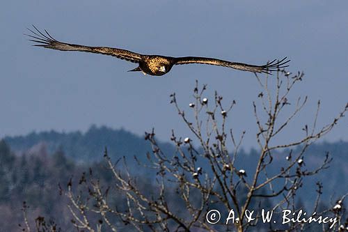 Orzeł przedni, zys, Aquila chrysaetos