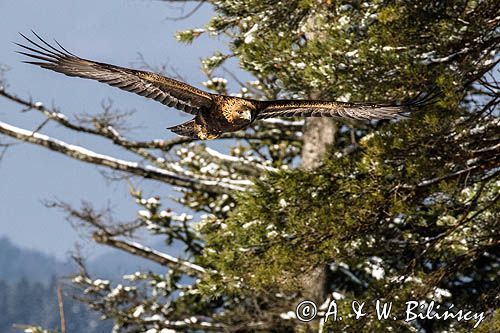 Orzeł przedni, zys, Aquila chrysaetos