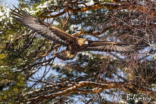 Orzeł przedni, zys, Aquila chrysaetos