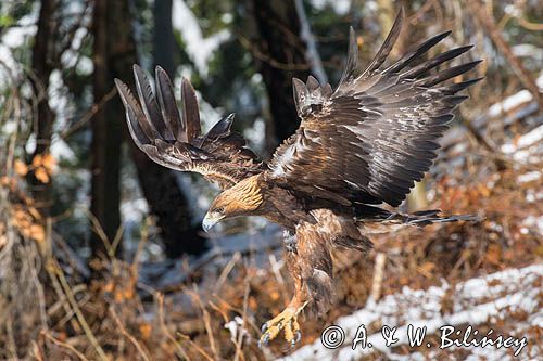 Orzeł przedni, zys, Aquila chrysaetos