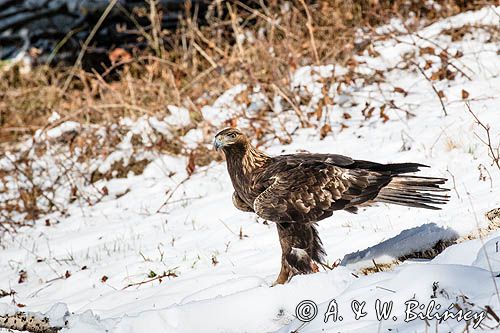 Orzeł przedni, zys, Aquila chrysaetos