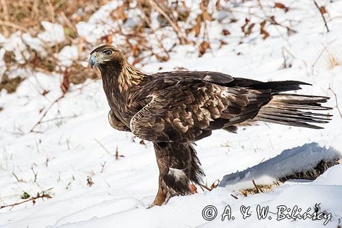 Orzeł przedni, zys, Aquila chrysaetos