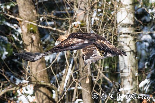 Orzeł przedni, zys, Aquila chrysaetos