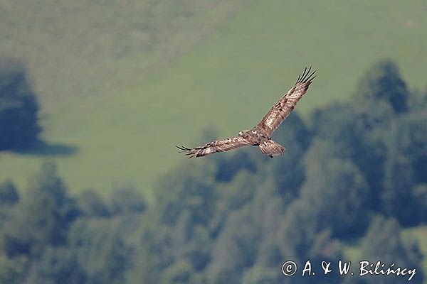 Orzeł przedni, zys, Aquila chrysaetos