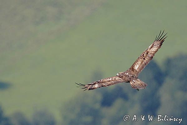 Orzeł przedni, zys, Aquila chrysaetos