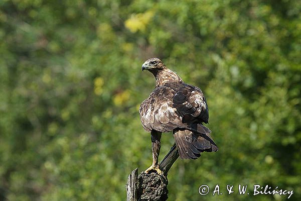 Orzeł przedni, zys, Aquila chrysaetos