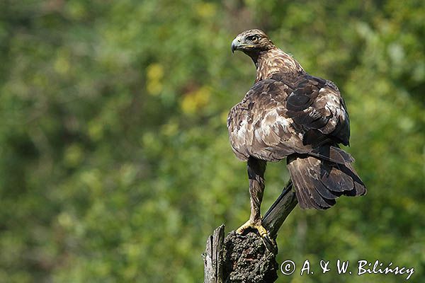 Orzeł przedni, zys, Aquila chrysaetos