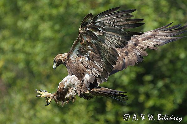 Orzeł przedni, zys, Aquila chrysaetos