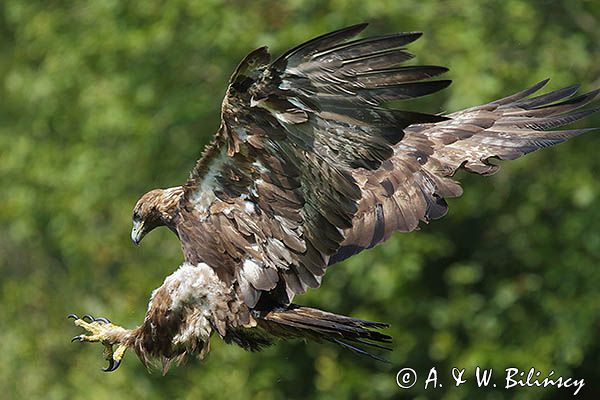 Orzeł przedni, zys, Aquila chrysaetos