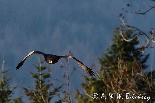 Orzeł przedni, zys, Aquila chrysaetos