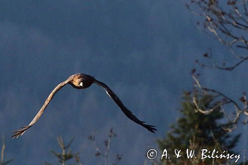 Orzeł przedni, zys, Aquila chrysaetos