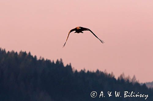 Orzeł przedni, zys, Aquila chrysaetos